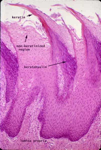 Histology at SIU