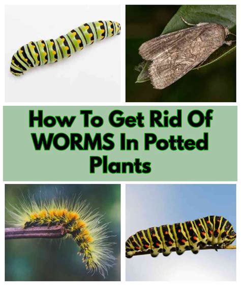 "How To Get Rid Of Worms In Houseplants: A Complete Guide"