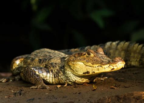 24 Spectacled Caiman Facts: Guide to Caiman crocodilus | Storyteller Travel