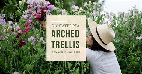 DIY Arched Sweet Pea Trellis - Verbena Living