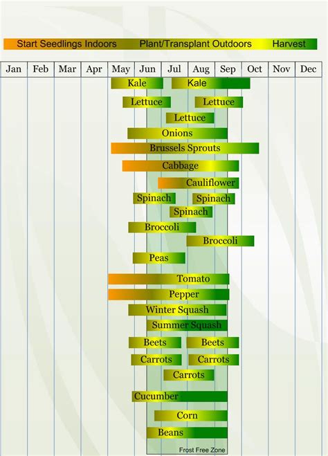 Planting Green Beans Zone 5 - Thuem Garden Plant