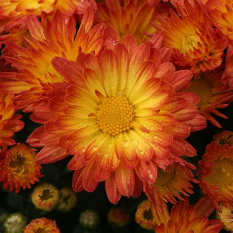 Stacy™ Dazzling Orange Garden Mum - Chrysanthemum grandiflorum | Proven Winners