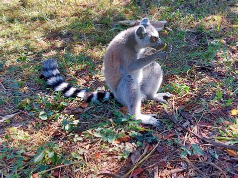 Visiting the Lemurs' Park Madagascar - NOMADIC BACKPACKER