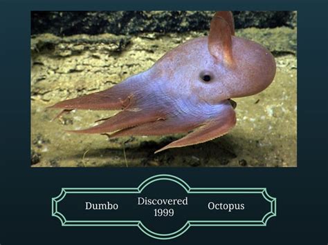 The Dumbo Octopus and Facts about it's species | PPT