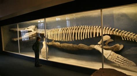 Kronosaurus Size