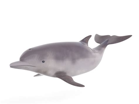 Dolphin 3D model | CGTrader