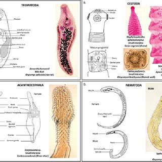 Representative drawings and photographs of helminth groups showing... | Download Scientific Diagram