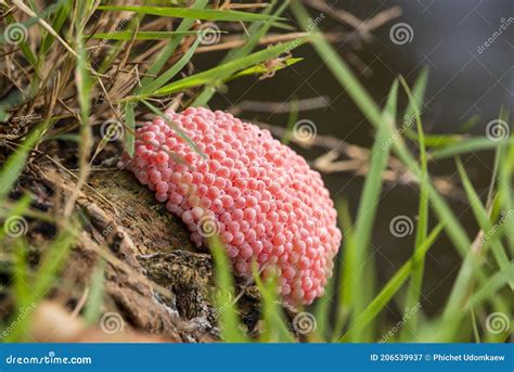 Eggs of Golden Apple Snail or Channeled Apple Snail (Pomacea Canaliculata) Stock Image - Image ...