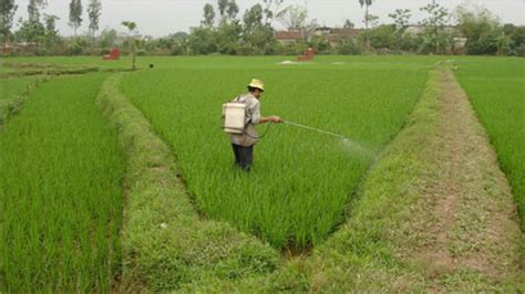 Nông dân bỏ ruộng: Nỗi buồn từ những miền quê - Đài Phát thanh và ...