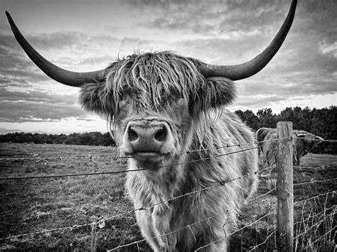 Royalty-Free photo: Grayscale photo of bull near fence | PickPik