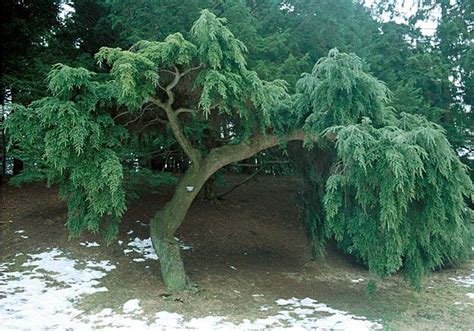 Beechwood Landscape Architecture and Construction: Weeping Canadian Hemlock, Evergreen Tree of ...