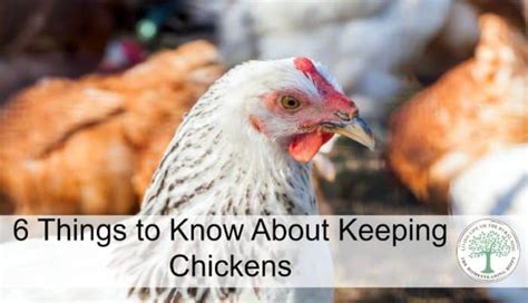 6 Things You Should Know About Keeping Chickens * The Homesteading Hippy