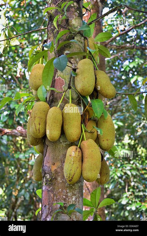 Buah cempedak hi-res stock photography and images - Alamy