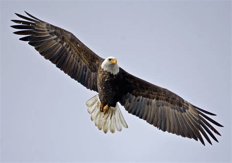 Flying Eagle Wallpapers - Wallpaper Cave