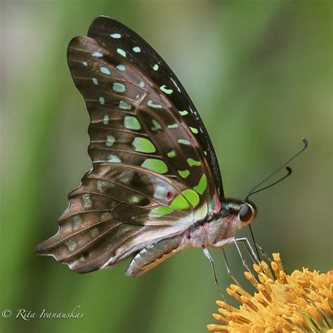 Tailed Green Jay Butterfly by Rita Ivanauskas - Photo 60710692 / 500px