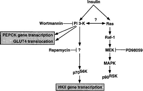 Possible insulin signaling pathways leading to HKII and PEPCK gene... | Download Scientific Diagram