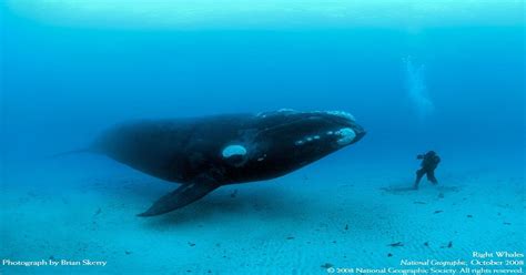 Size comparison of man V whale : pics