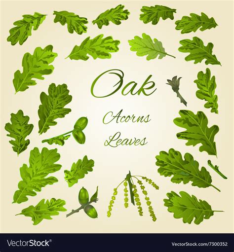 Oak leaves and acorns nature Royalty Free Vector Image