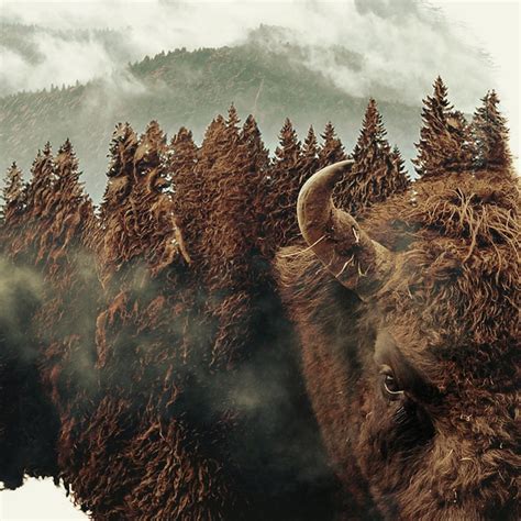 Buffalo print double exposure buffalo wall art bison print | Etsy