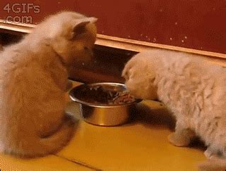 Petting Eating GIF - Find & Share on GIPHY