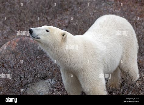 A polar bear at the Hudson Bay Stock Photo - Alamy