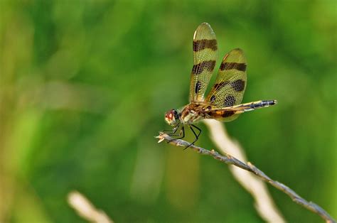 Know Your Dragonflies - Forest Preserve District of Will County