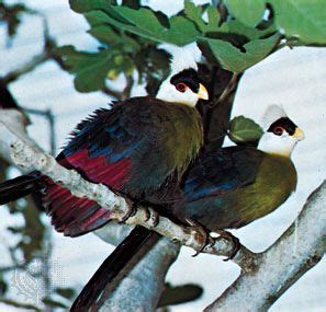 Turaco | bird | Britannica.com