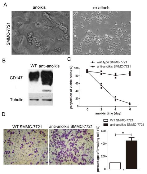 Acquisition of anoikis resistance through CD147 upregulation: A new mechanism underlying ...