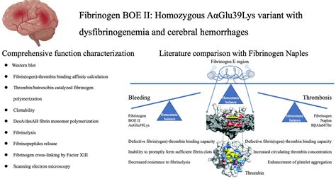 Fibrinogen BOE II: a dysfibrinogenemia with bleeding and defective ...