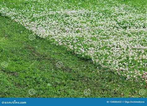 Trifolium Repens and Trifolium Pratense. a Lawn Densely Overgrown with Clover Stock Photo ...