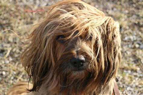 Free photo: Terrier, Bitch, Tibetan Terrier - Free Image on Pixabay - 238174
