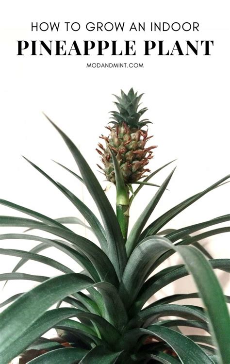 How to Care for a Pineapple Plant as a Houseplant