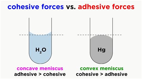 Viscosity, Cohesive and Adhesive Forces, Surface … · F