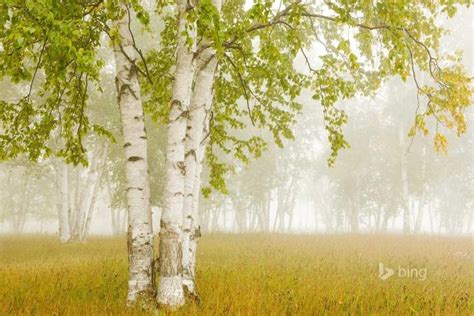 Birch Tree wallpaper ·① Download free awesome HD backgrounds for desktop computers and ...