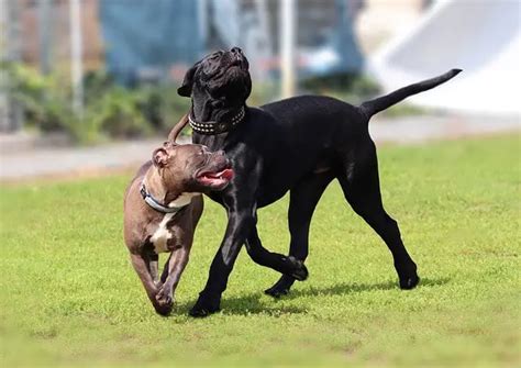 Must Know Cane Corso Training Tips