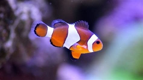 Clownfish Breeding Set Up Tour - YouTube