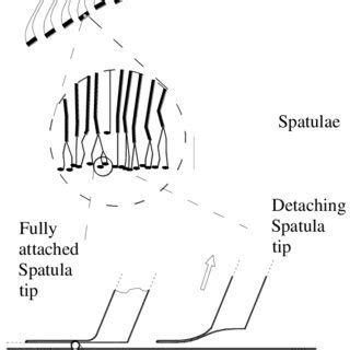 6: Hierarchical structure of gecko feet in wet adhesive contact ...