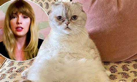 Taylor Swift In Cats