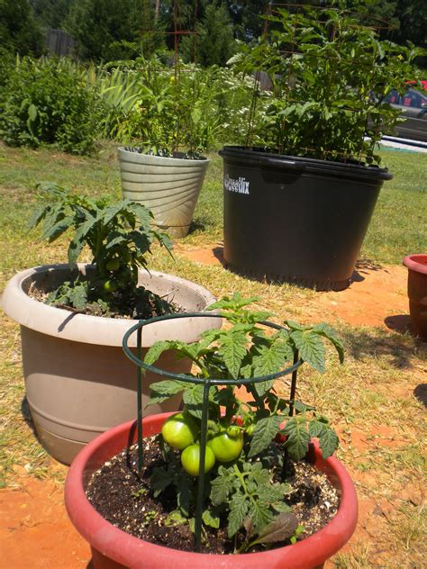 W.O.Bearden/Southern Shade Nursery: Patio Tomatoes