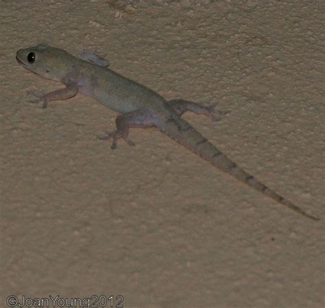 South African Photographs: Common Tropical House Gecko (Hemidactylus ...