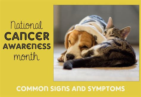 National Pet Cancer Awareness Month: Common Signs and Symptoms