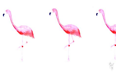 🔥 [73+] Flamingo Wallpapers | WallpaperSafari