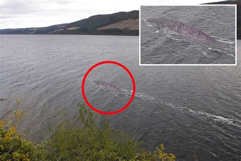 Clear new photo of 'Loch Ness monster' goes viral – but experts think it's an enormous catfish