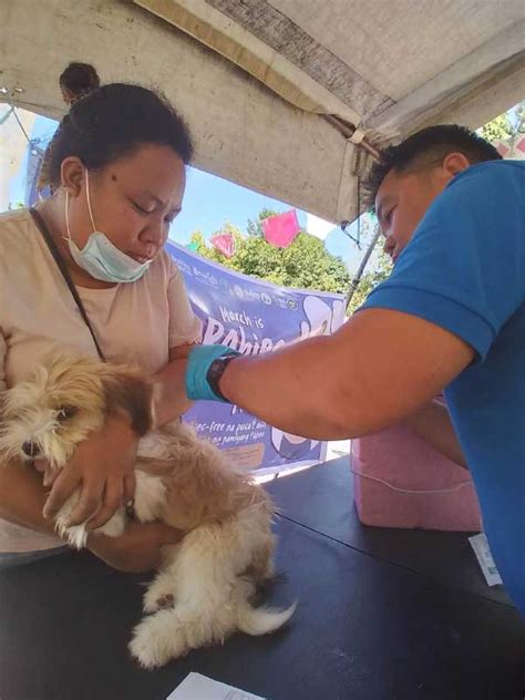 Animal bite case in Iloilo seen to rise for fifth straight year | Daily Guardian