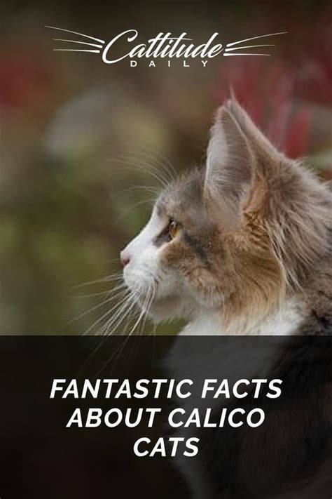 Fantastic Facts About Calico Cats | Calico cat, Cat facts, Cats