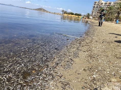 Eight beaches closed on Mar Menor after influx of dead fish - News, Sport, Information, Property ...