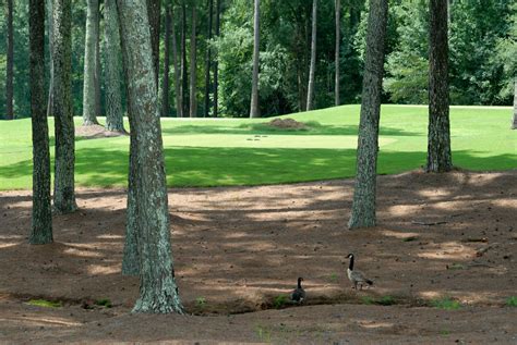 Golf Course Free Stock Photo - Public Domain Pictures