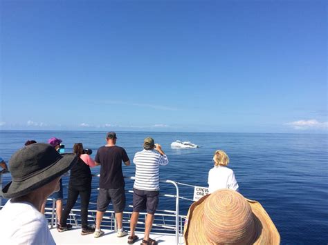 Whale Watching Mooloolaba | Whale Watching Tours