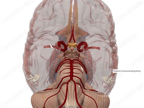 Posterior Communicating Artery | Complete Anatomy