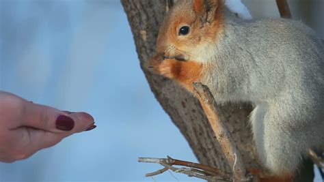 squirrel eating seeds Stock Footage Video (100% Royalty-free) 13738781 | Shutterstock